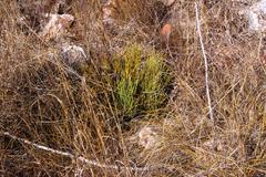 Protea scorzonerifolia