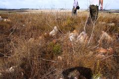 Protea scorzonerifolia
