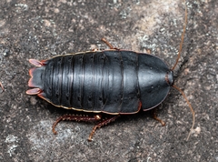 Polyzosteria limbata