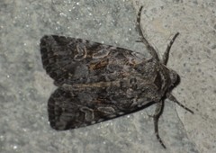 Lasionycta proxima