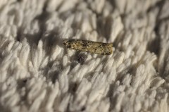 Ancylosis undulatella