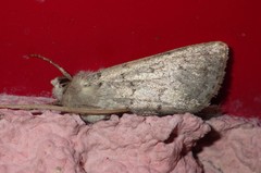 Epipsilia grisescens