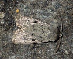 Epipsilia grisescens