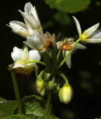 Sparrmannia africana