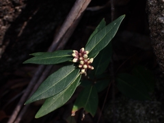 Leichhardtia suaveolens