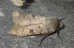 Epipsilia grisescens