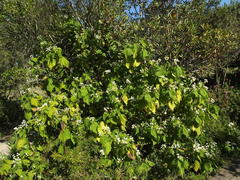 Sparrmannia africana