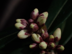 Leichhardtia suaveolens