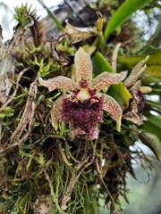 Kefersteinia tolimensis