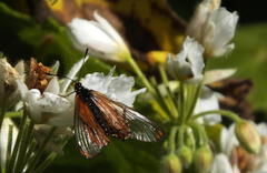Sparrmannia africana