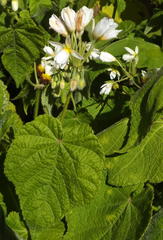 Sparrmannia africana