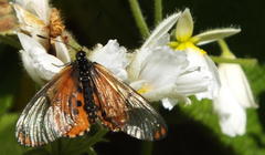 Sparrmannia africana