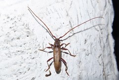 Eburida quadriguttata