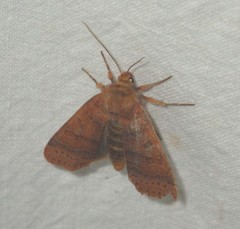 Agrochola nitida