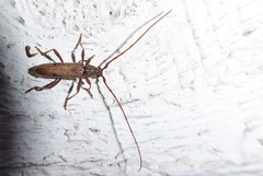 Eburida quadriguttata