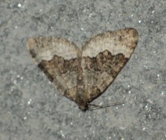 Colostygia aptata