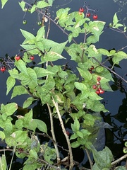 Solanum dulcamara