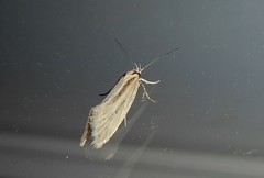 Tingena chloradelpha