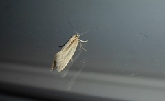 Tingena chloradelpha