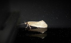 Tingena chloradelpha