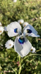 Moraea aristata