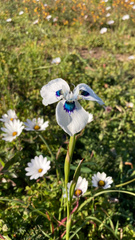 Moraea aristata