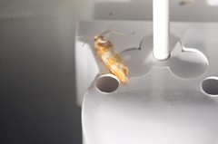 Retinia sabiniana