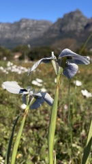 Moraea aristata