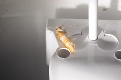 Retinia sabiniana