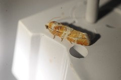 Retinia sabiniana