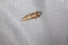 Retinia sabiniana