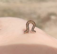 Hypomecis punctinalis