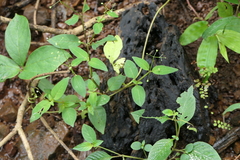 Neanotis latifolia