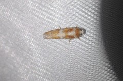 Retinia sabiniana
