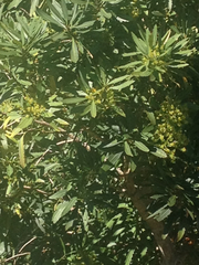 Pseudopanax crassifolius