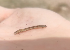 Hypomecis punctinalis