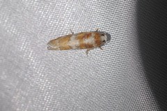 Retinia sabiniana