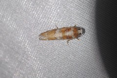 Retinia sabiniana