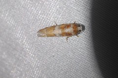Retinia sabiniana