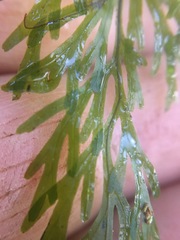 Hymenophyllum australe