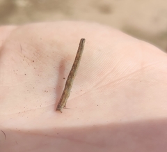 Hypomecis punctinalis