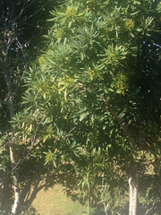 Pseudopanax crassifolius