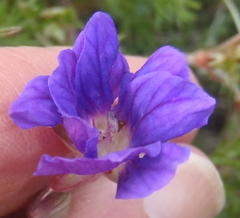 Geranium incanum multifidum
