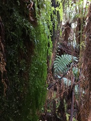 Hymenophyllum australe