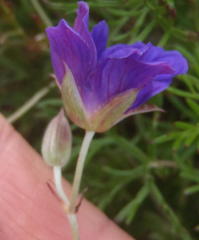 Geranium incanum multifidum