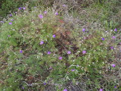 Geranium incanum multifidum
