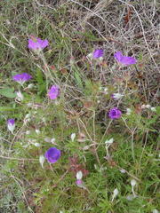 Geranium incanum multifidum