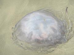 Eupilema inexpectata
