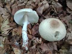 Lepiota ignivolvata