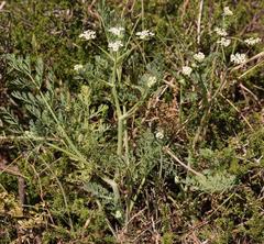 Capnophyllum africanum